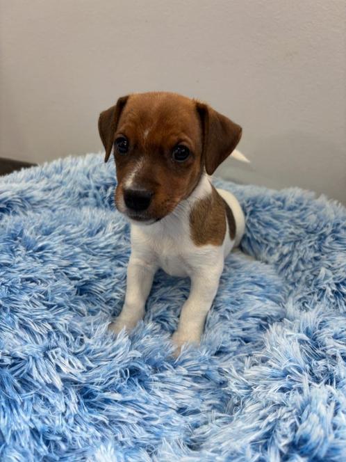 Jack Russel pup, Dieren en Toebehoren, Honden | Jack Russells en Terriërs, Reu, Jack Russell Terriër, Fokker | Hobbymatig, Eén hond