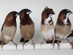 Japanse Meeuwen bont buitenvogels geslachten onbekend, Dieren en Toebehoren, Vogels | Overige Vogels