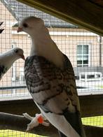 Oud oosterse meeuwtjes, Dieren en Toebehoren, Vogels | Duiven, Geslacht onbekend, Overige soorten
