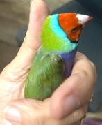 Male gould, Dieren en Toebehoren, Vogels | Parkieten en Papegaaien, Vrouwelijk