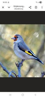 Gezocht grijskop putters, Dieren en Toebehoren, Geringd