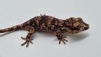 Rhacodactylus Auriculatus Gargoyle gekko