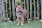 Prachtige shiba inu pups (ouders aanwezig), Dieren en Toebehoren, België, Overige rassen, CDV (hondenziekte), 8 tot 15 weken