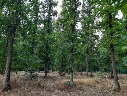 bois de chauffage, Jardin & Terrasse, Bois de chauffage, Troncs d'arbres, Chêne, 6 m³ ou plus, Enlèvement