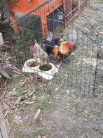 6 broedeieren, 3x belgische kriel 3x aarschotshoen kriel, Dieren en Toebehoren, Pluimvee