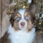 Australische herder pups / Aussi / Australian Shepherd pups, Dieren en Toebehoren, Honden | Herdershonden en Veedrijvers, België