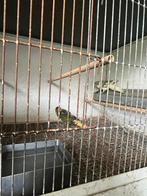 Koppel kakariki’s, Dieren en Toebehoren, Vogels | Parkieten en Papegaaien, Meerdere dieren, Papegaai, Geringd