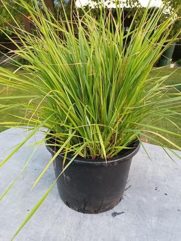 Calamagrostis Brachytricha beschikbaar voor biedingen