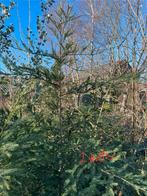 Sequoia sempervirens, Tuin en Terras, Planten | Bomen, Ophalen