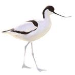 Kluten, Dieren en Toebehoren, Vogels | Overige Vogels, Meerdere dieren, Geringd