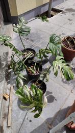 Monstera albo variegata, Huis en Inrichting, Kamerplanten, Ophalen of Verzenden