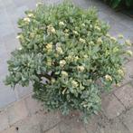 crassula arborescens, Huis en Inrichting, Kamerplanten, Minder dan 100 cm, In pot, Bloeiende kamerplant, Volle zon
