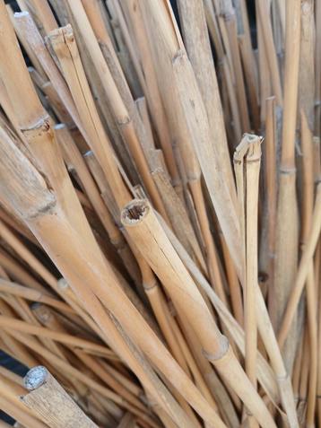 dikke stokken van Olifanten siergras, bijna zoals bamboe beschikbaar voor biedingen
