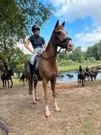 D pony, Dieren en Toebehoren, Ruin, Niet van toepassing, Springpony, 11 jaar of ouder