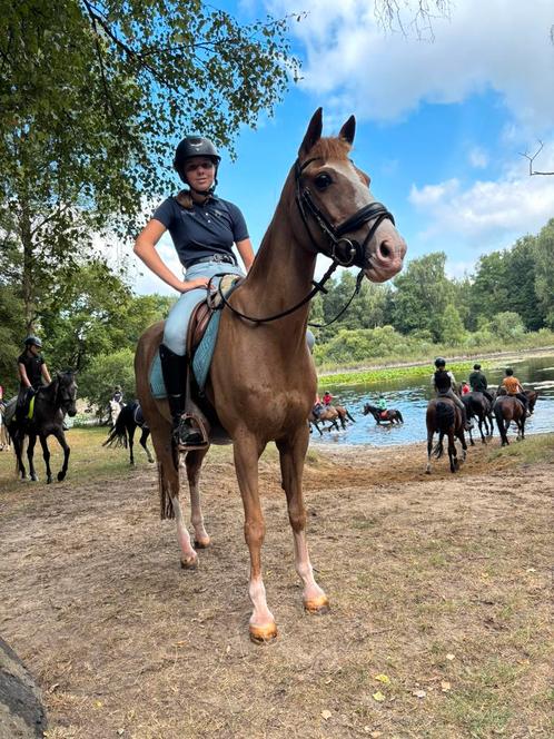 D pony, Dieren en Toebehoren, Pony's, Ruin, Niet van toepassing, D pony (1.37m tot 1.48m), Springpony, 11 jaar of ouder