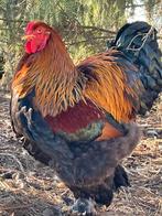Haan en 2 hennen Brahma meerzomig patrijs, Dieren en Toebehoren, Pluimvee, Meerdere dieren, Kip