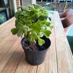 Jonge Aeonium arboreum plant, Enlèvement ou Envoi