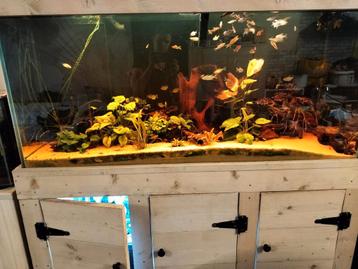 Aquarium  beschikbaar voor biedingen