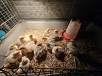 Cochinkriel kuikens, Dieren en Toebehoren, Geslacht onbekend
