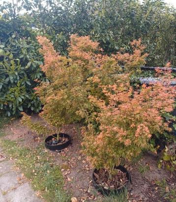 Japanse esdoorn  beschikbaar voor biedingen