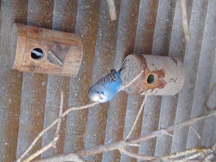Verschillende kleuren jonge kweekrijpe grasparkietjes, Dieren en Toebehoren, Vogels | Parkieten en Papegaaien, Parkiet, Meerdere dieren