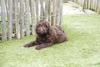Prachtige kleine medium Chocobruine Labradoodle pups, Dieren en Toebehoren, Parvo, België, Overige rassen, 8 tot 15 weken