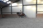 Fijne 4 jr dressuur merrie, So Perfect x Fürstenlook, Dieren en Toebehoren, Paarden, Merrie, Gechipt, Dressuurpaard, Zadelmak