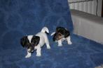 jack russell pups, Dieren en Toebehoren, Honden | Jack Russells en Terriërs, België, Fokker | Hobbymatig, Jack Russell Terriër
