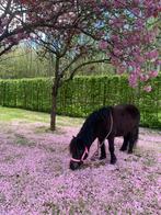 Verzorg pony aangeboden!, Dieren en Toebehoren, Paarden