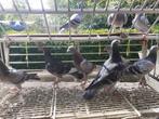 REISDUIVEN TE KOOP!!!!, Dieren en Toebehoren