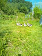 Koppel grauwe ganzen, Dieren en Toebehoren