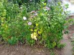 Jonge hibiscus planten, Volle zon, Vaste plant, Zomer, Ophalen