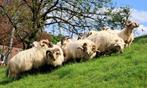 Moutons pour la Fête, Mouton, Plusieurs animaux