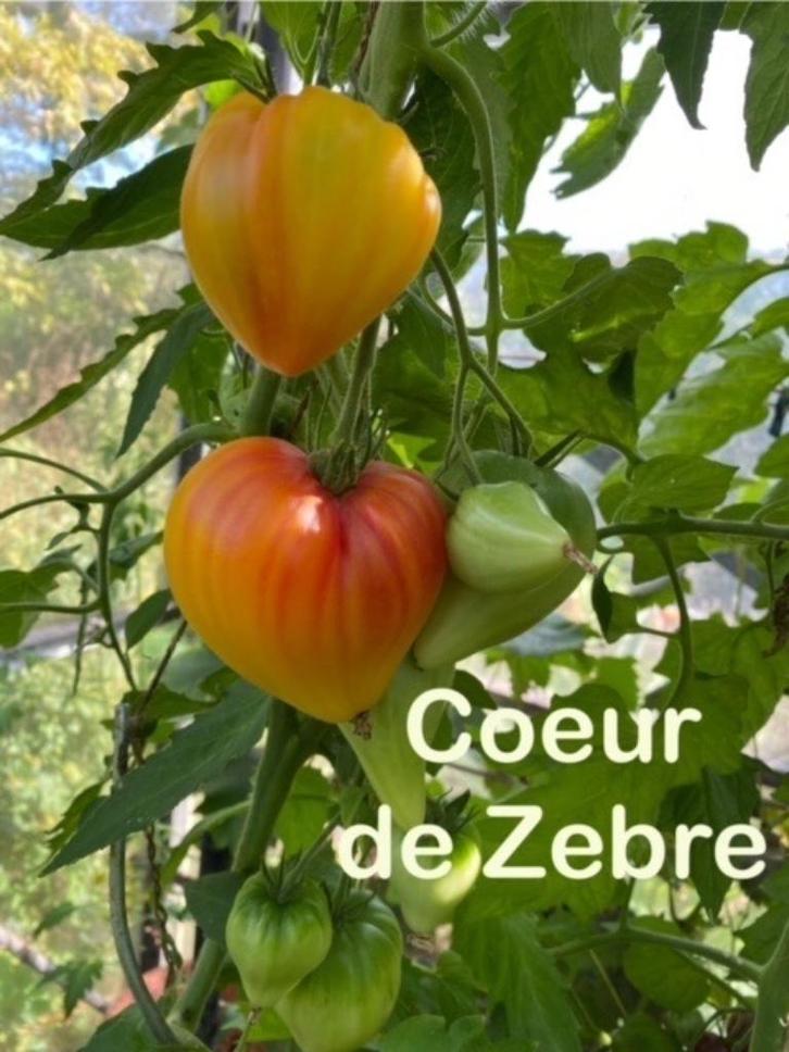 2 Grote sortering zaden van bijzondere tomaten., Tuin en Terras, Bloembollen en Zaden, Zaad, Voorjaar, Volle zon, Verzenden