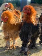 Brahma krulveer gladveer hanen, Dieren en Toebehoren