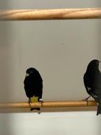 Zwarte sijzen, Dieren en Toebehoren, Geringd