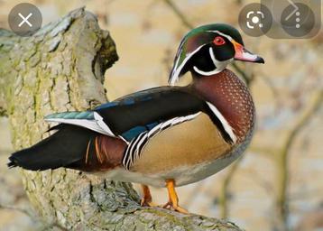 Onverwante koppels wildkleur Carolinaeenden beschikbaar voor biedingen
