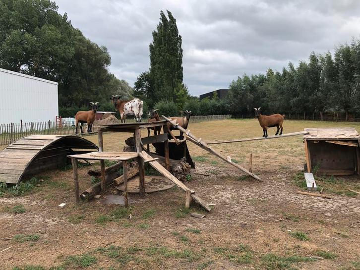 Dwerggeiten, Animaux & Accessoires, Moutons, Chèvres & Cochons, Chèvre, Femelle, 3 à 5 ans