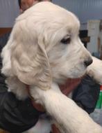 Golden Retriever pups te koop, Dieren en Toebehoren, CDV (hondenziekte), Meerdere, Golden retriever, België