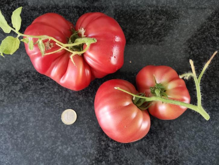 5 graines de tomate allemande de Granny Cantrell - bio, Jardin & Terrasse, Bulbes & Semences, Graine, Printemps, Envoi