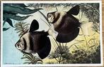 Gymnocorymbus Ternetzi (Black Tetra) 1952 - Card, Enlèvement ou Envoi, Gravure, Comme neuf, 1940 à 1960