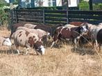 Lot van 19 rammen, Dieren en Toebehoren, Schapen, Geiten en Varkens