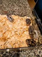 Russische Dwerghamsters, Dieren en Toebehoren, Hamster, December, Meerdere dieren, Tam