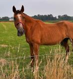 Quantas z kdr, Dieren en Toebehoren, Paarden, Merrie, Z