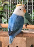 Blauw Opaline Fischeri 2025, Dieren en Toebehoren, Geslacht onbekend, Dwergpapegaai of Agapornis, Geringd