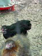 Coshin, Dieren en Toebehoren, Pluimvee