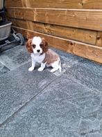 Cavalier king charles pups, Dieren en Toebehoren, België, CDV (hondenziekte), 8 tot 15 weken, Meerdere