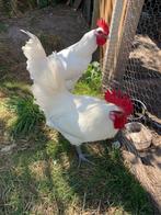 2 hanen poule de Bresse, Dieren en Toebehoren