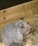 MINILOP ram, Dieren en Toebehoren, Konijnen, Mannelijk, Dwerg, Hangoor, 0 tot 2 jaar