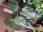 XXL Monstera deliciosa kamerplant, Huis en Inrichting, Kamerplanten, Ophalen